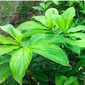 Costus igneus, Insulin Plant for Diabetes, Ayurvedic Medicine Live Plant