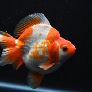 gold fish sale online