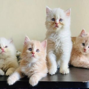 Persian cats for sale