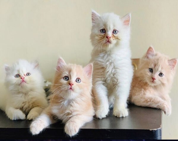 Persian cats for sale